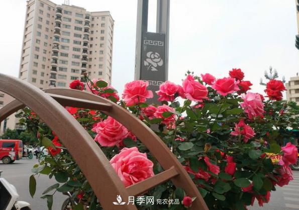 昆明将新增月季大道、樱花大道，未来打卡地就在西山区(图1)