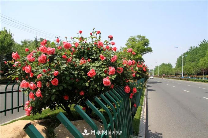 合肥高新区月季大道华丽亮相，你打卡了吗？(图3)
