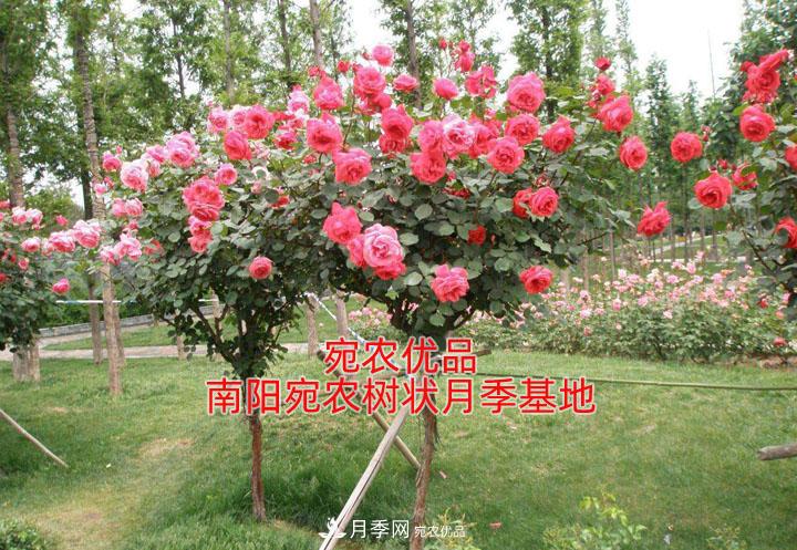 为什么树状月季开花少得可怜？注意五点(图1)