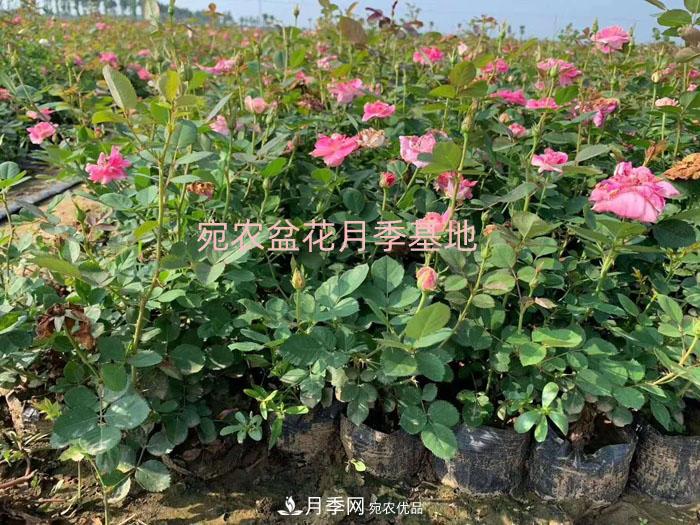 种植盆栽月季花用什么土好？(图1)