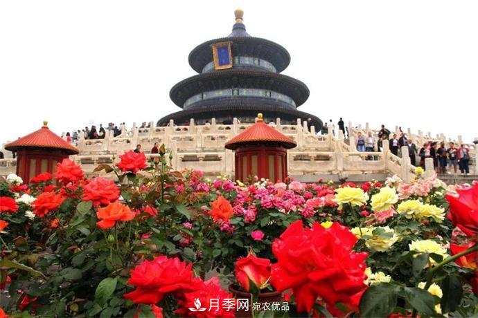 月季夫人蒋恩钿，是她把月季花种到了人民大会堂(图6)