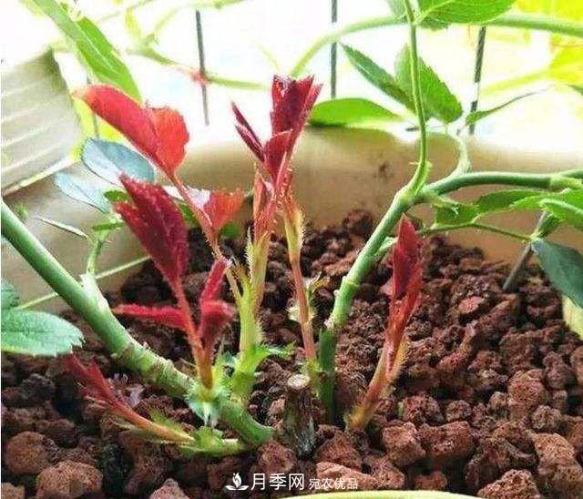 如何让月季新芽多？4招“促芽”方法，秋天再来一大波(图2)
