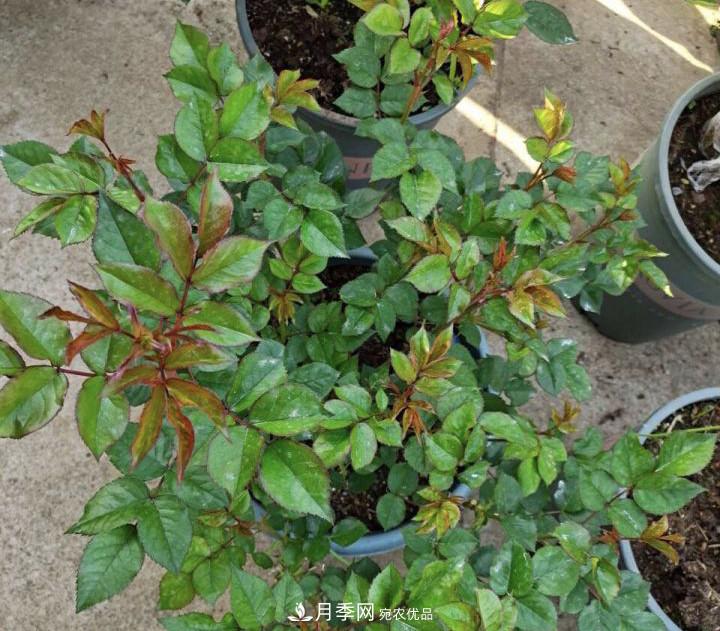 如何让月季新芽多？4招“促芽”方法，秋天再来一大波(图3)