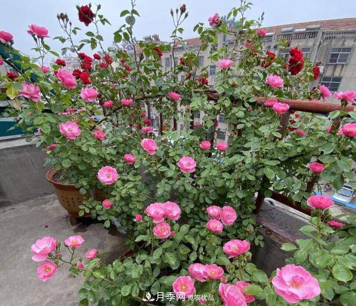 如何让月季新芽多？4招“促芽”方法，秋天再来一大波(图4)