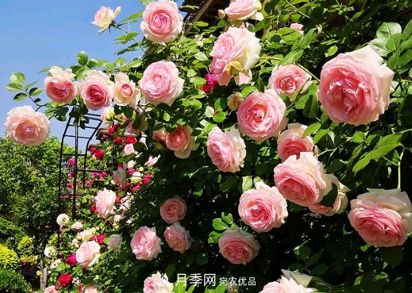 花中皇后，月季花有什么功效与作用？(图1)