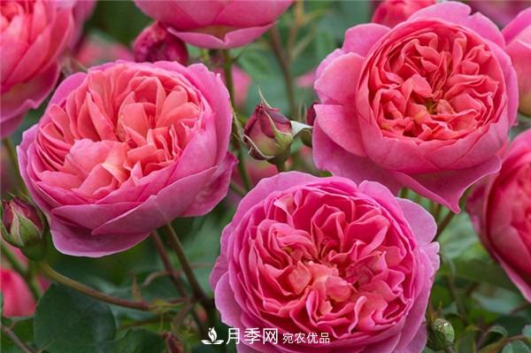 花中皇后，月季花有什么功效与作用？(图2)