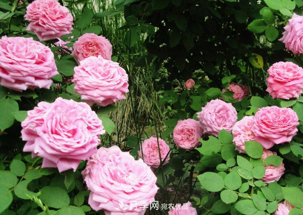 花中皇后，月季花有什么功效与作用？(图3)