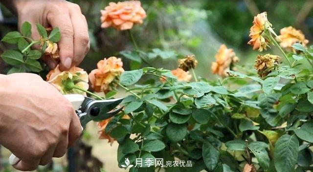 月季修剪有技巧，做好这几点，花谢了还能开好几茬(图1)