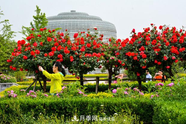 看树状月季在城市绿化项目中如何运用(图3)