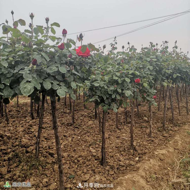 郑州月季树基地_郑州月季_树状月季批发和价格(图1)