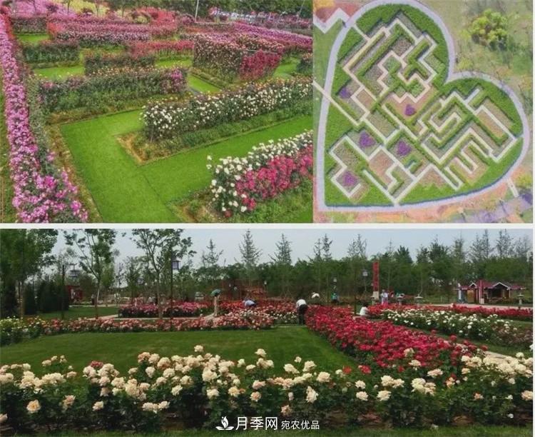 被称京南***美花园 河北沧州肃宁国际月季博览园大观(图3)