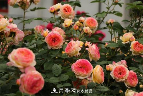 月季十死九个涝，月季浇水详细教程在这里！(图2)