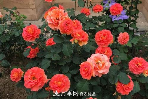 月季十死九个涝，月季浇水详细教程在这里！(图1)