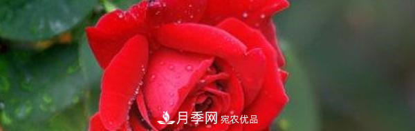玫瑰和月季哪个好养？(图1)