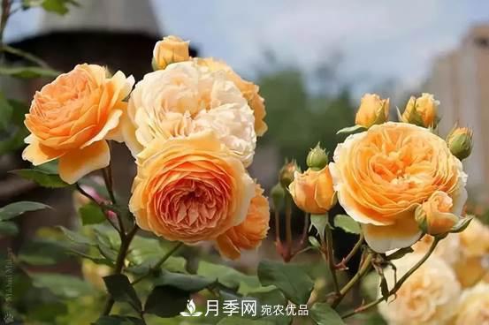 月季品种总结大全，详细的月季品种选择(图3)
