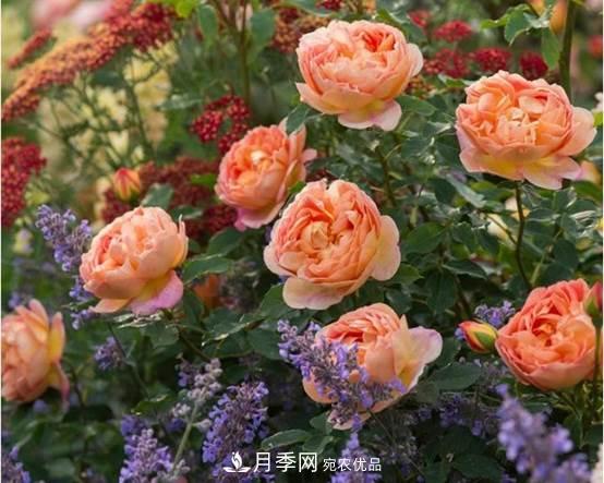 月季品种总结大全，详细的月季品种选择(图1)