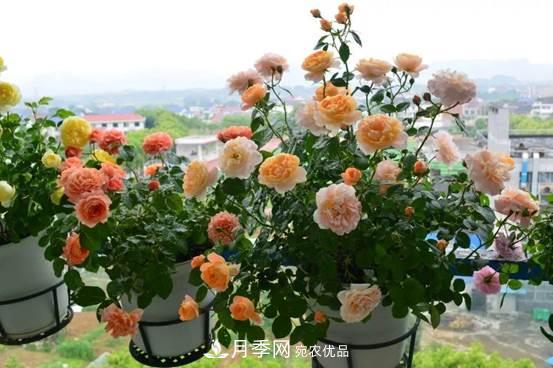 月季品种总结大全，详细的月季品种选择(图2)