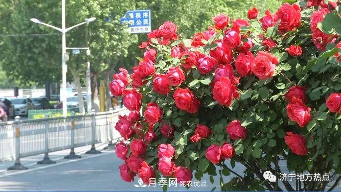 山东济宁街头月季花开正艳 芳香怡人(图1)