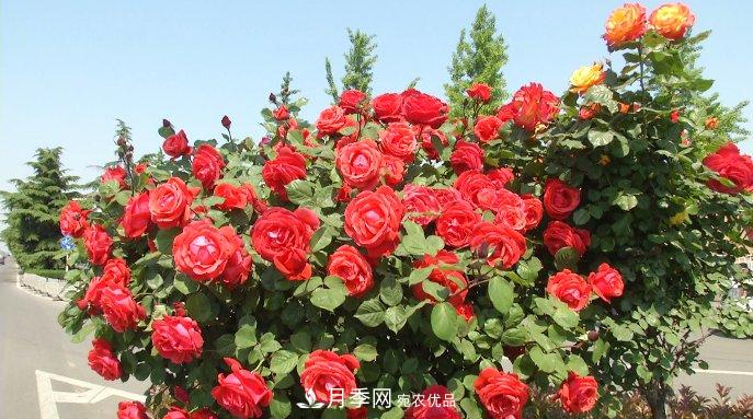 山东济宁街头月季花开正艳 芳香怡人(图2)