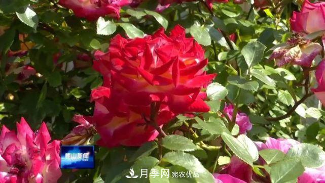 青岛崂山月季花开 四条步行道成网红(图1)