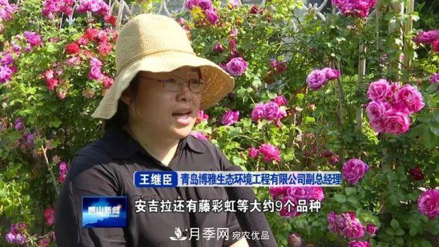 青岛崂山月季花开 四条步行道成网红(图3)