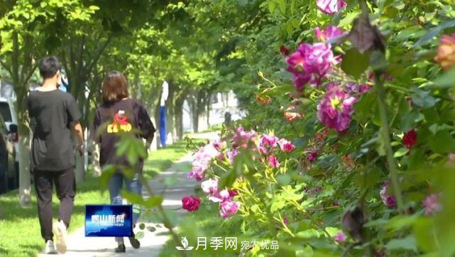 青岛崂山月季花开 四条步行道成网红(图4)