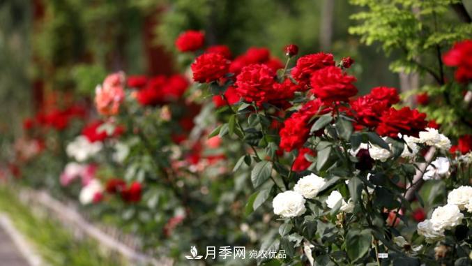 初夏，于山东梁山县滨河大道邂逅月季花海(图3)
