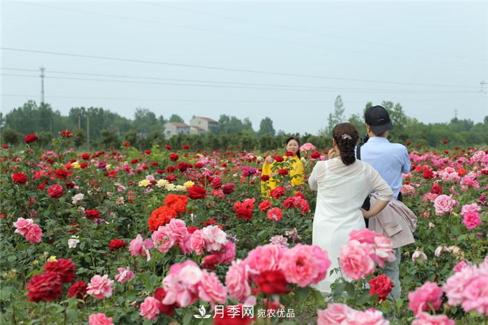 用卧龙月季花海装扮 把襄阳变得更美(图3)