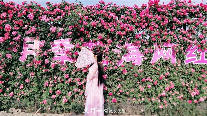 用卧龙月季花海装扮 把襄阳变得更美(图7)