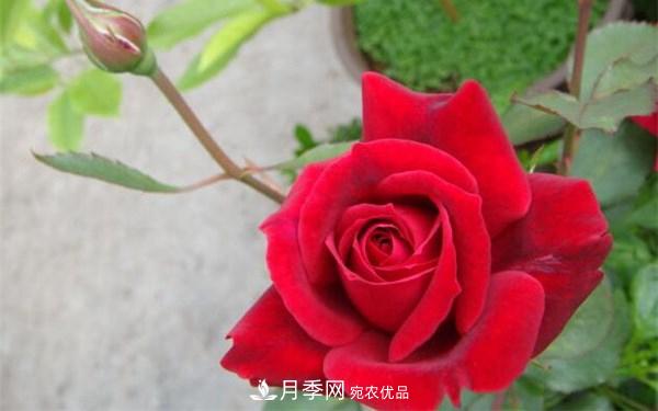 2021年***畅销三款月季！粉扇、卡罗拉有名(图3)