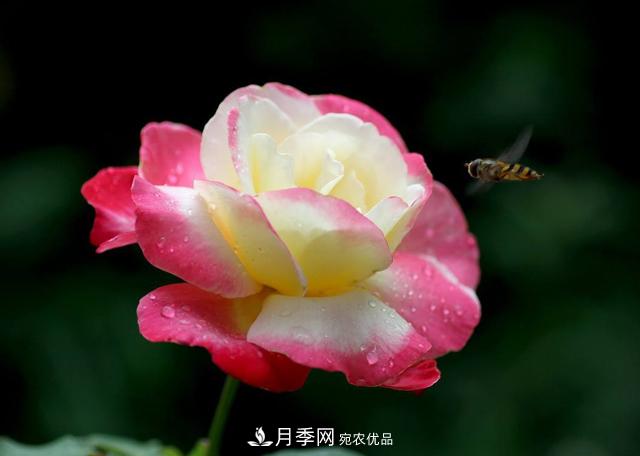 ***香月季花排行榜前十名是哪些品种？(图1)