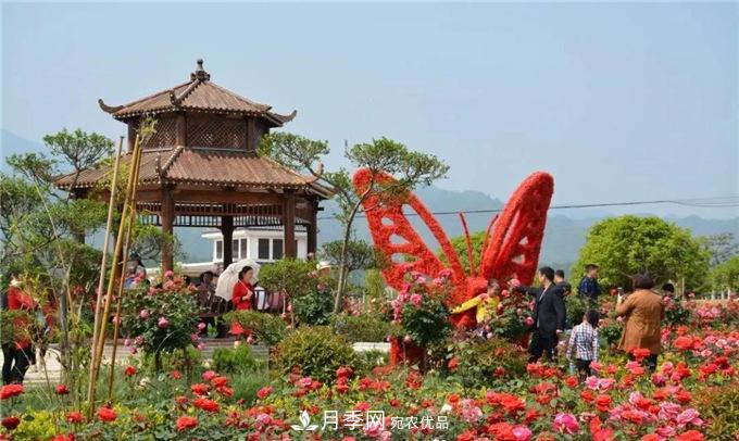 赏月季 南阳西峡县黄狮月季文化园更让人流连忘返(图3)