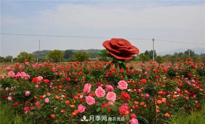 赏月季 南阳西峡县黄狮月季文化园更让人流连忘返(图8)