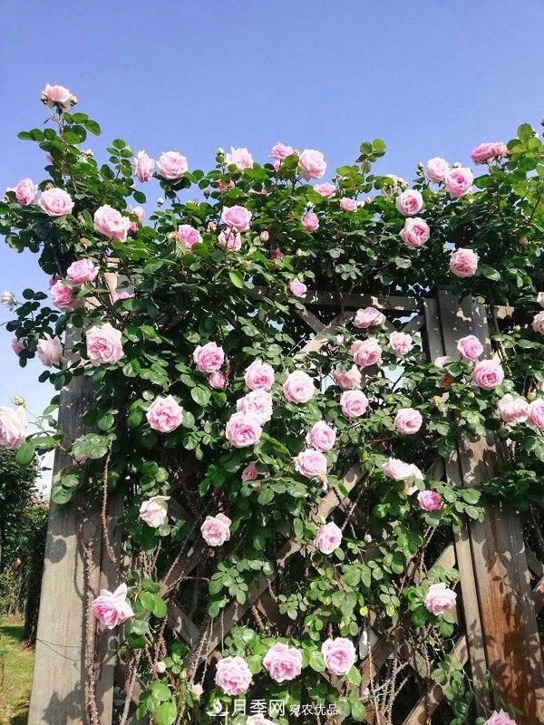 上海辰山植物园月季花海，五一迎来***佳观赏期(图1)