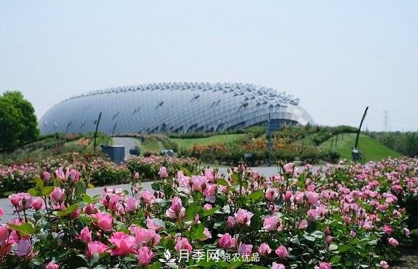 上海辰山植物园月季花海，五一迎来***佳观赏期(图2)
