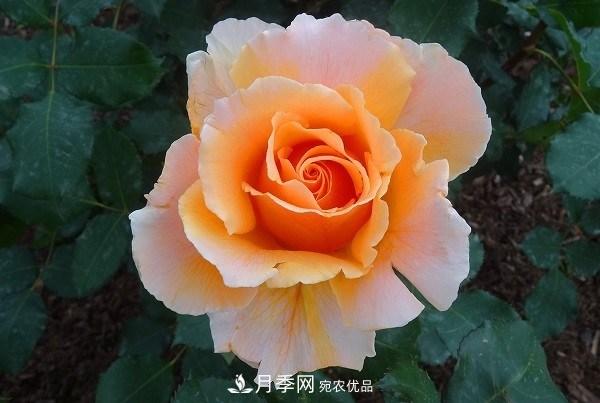 上海辰山植物园月季花海，五一迎来***佳观赏期(图5)