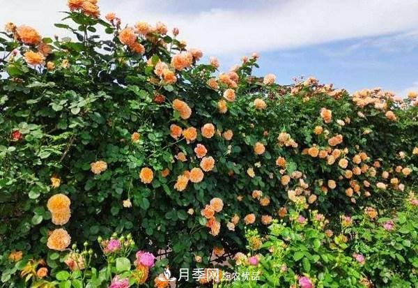 上海辰山植物园月季花海，五一迎来***佳观赏期(图4)