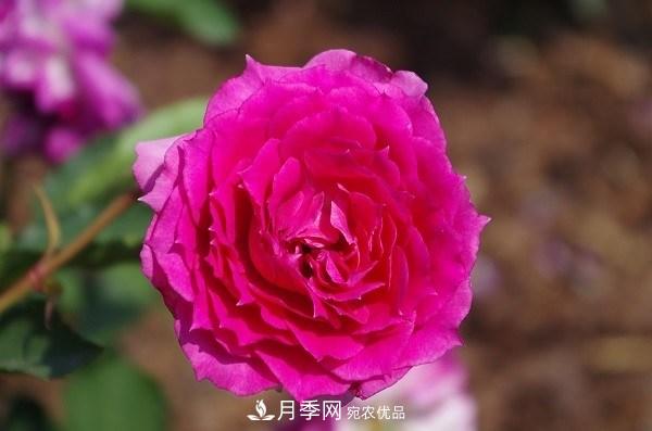 上海辰山植物园月季花海，五一迎来***佳观赏期(图6)
