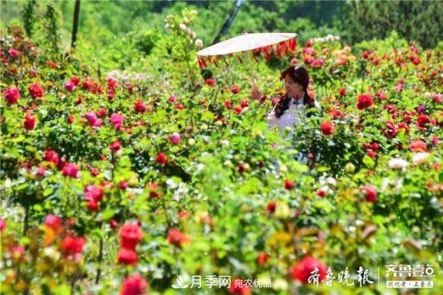 山东淄博沂源60亩月季花竞放，美丽产业助推特色乡村旅游(图3)
