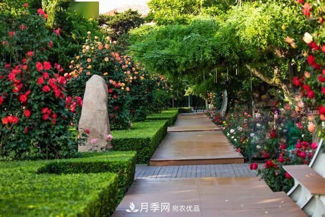 秦皇岛适合养月季花，市花和市树是什么(图1)