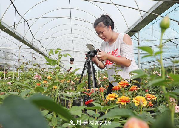 江苏宿迁沭阳，树状月季俏销(图4)