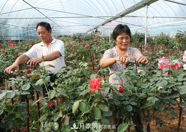 江苏宿迁沭阳，树状月季俏销(图3)