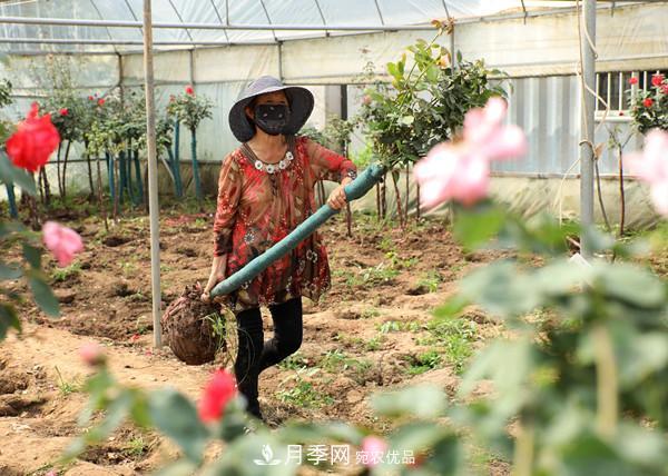 江苏宿迁沭阳，树状月季俏销(图5)