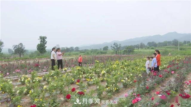 河南安阳林州：到这里来看月季花海(图4)