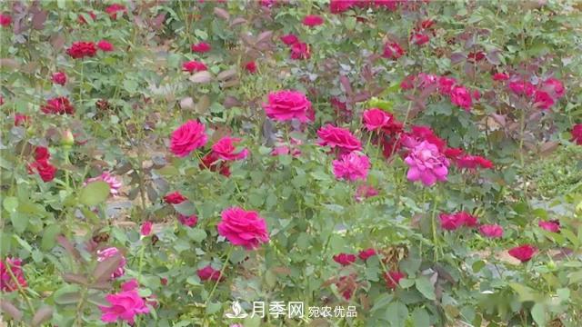 河南安阳林州：到这里来看月季花海(图6)