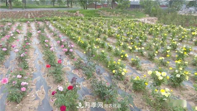 河南安阳林州：到这里来看月季花海(图7)