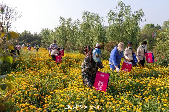 河南许昌鄢陵：花木产业释放三产融合发展新活力(图5)