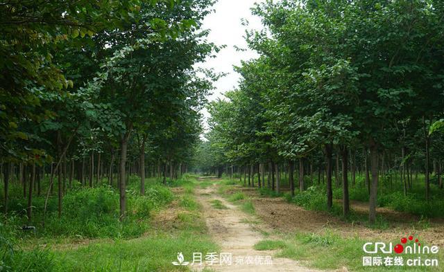 河南许昌鄢陵：花木产业释放三产融合发展新活力(图2)