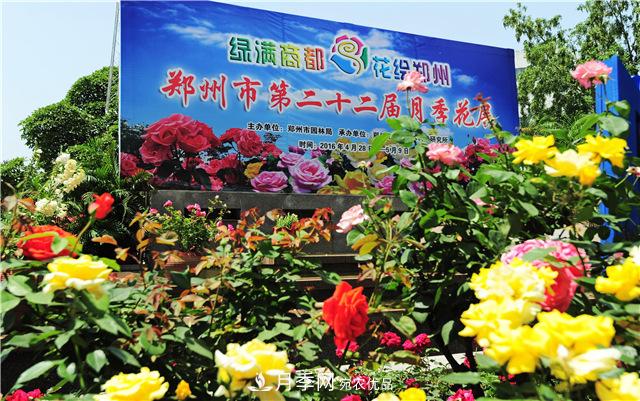 郑州月季市花文化(图3)