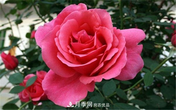 2021年***畅销三款月季！粉扇、卡罗拉有名(图2)